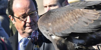 VIDEO Cum actioneaza vulturul care vaneaza drone pentru armata franceza